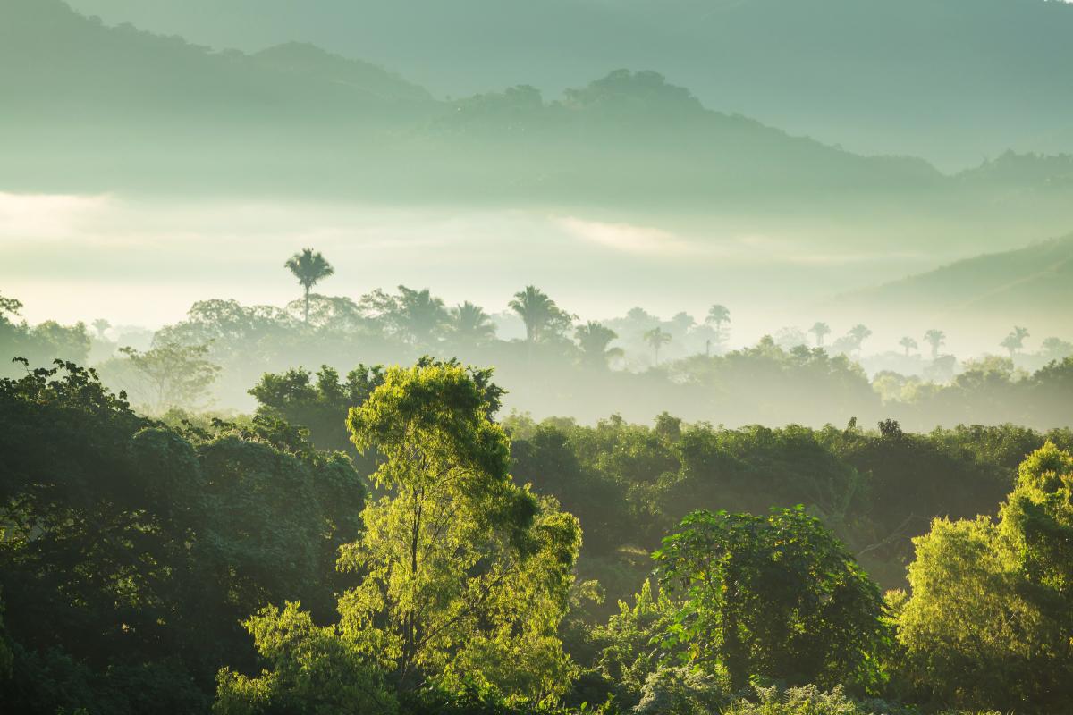 COP28: EU and Honduras join forces to restore 1,3 million hectares of forest in Honduras with a strategic Forest Partnership