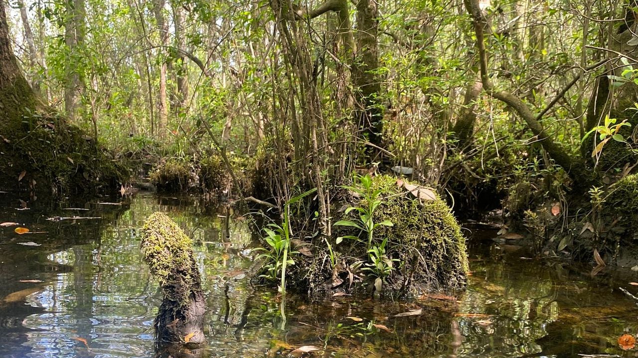 Proposed warehouse along Mobile’s Rabbit Creek draws fury of environmental groups