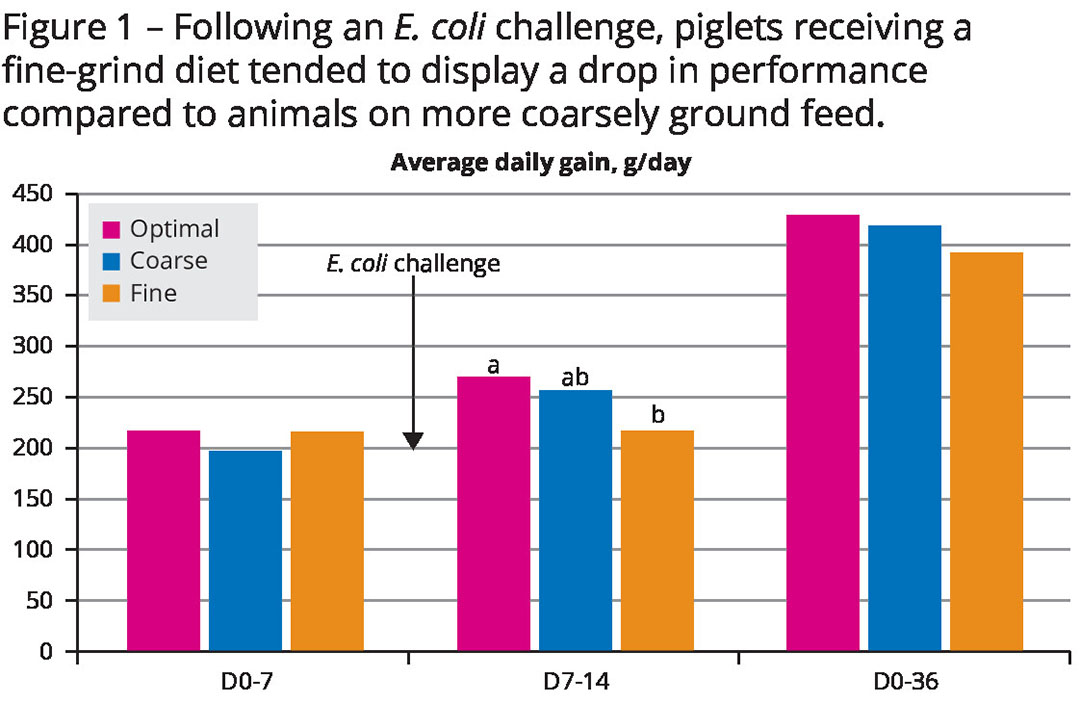 Dietary design: Particle sizedistribution in piglet feed