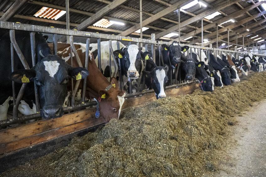 Application of rumen modifiers in dairy cow nutrition