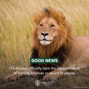 ITA Airways joins the campaign of the international organization Humane Society International/Europe and introduces a ban on transporting hunting trophies on its flights, both as cargo and as passenger baggage