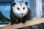 Oregon Zoo welcomes new opossum ‘Homer’ from Alaska