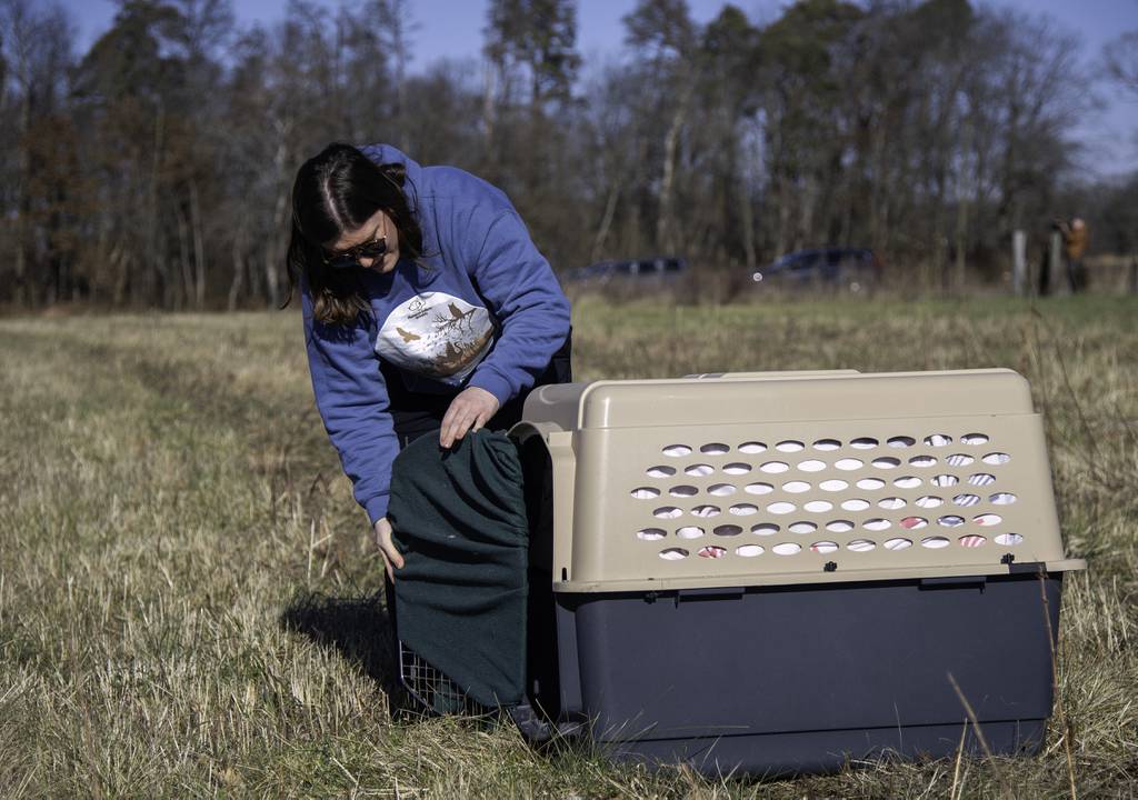 After a slow start, sandhill crane released into the wild