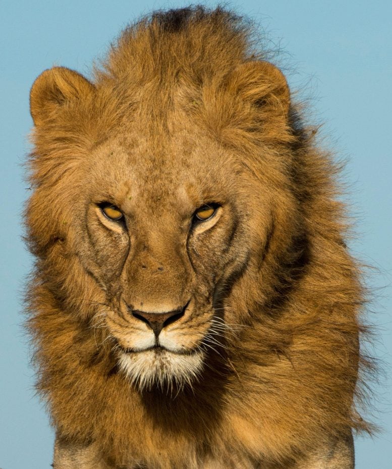 Scarier Than Lions – Animals Around the World Fear This “Super Predator”