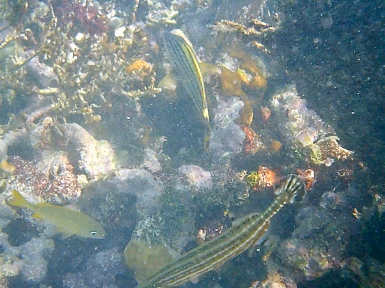 Snorkeling Key Largo: Wildlife you’ll see in the Florida Keys