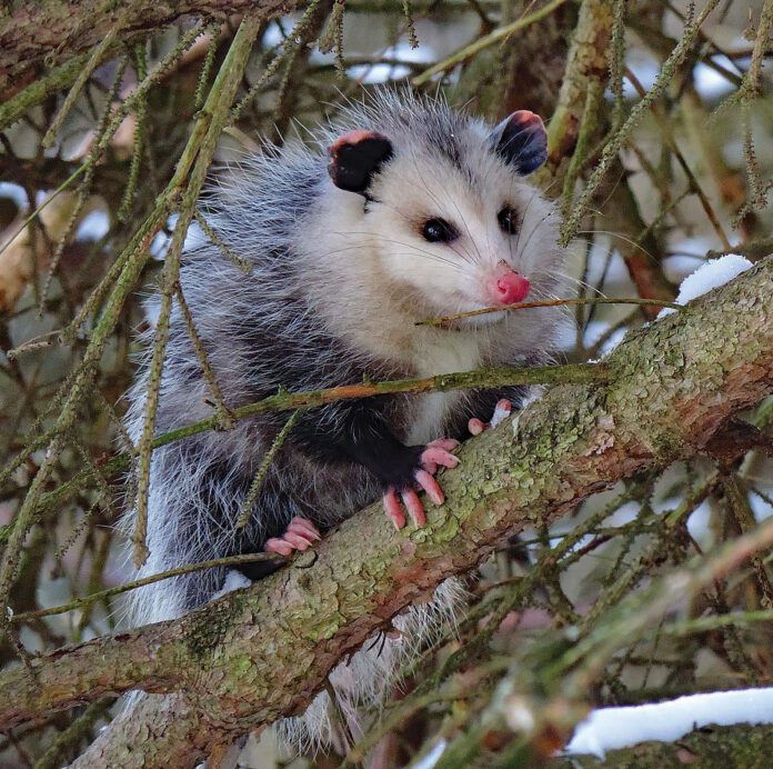 The opossum: A misunderstood marsupial