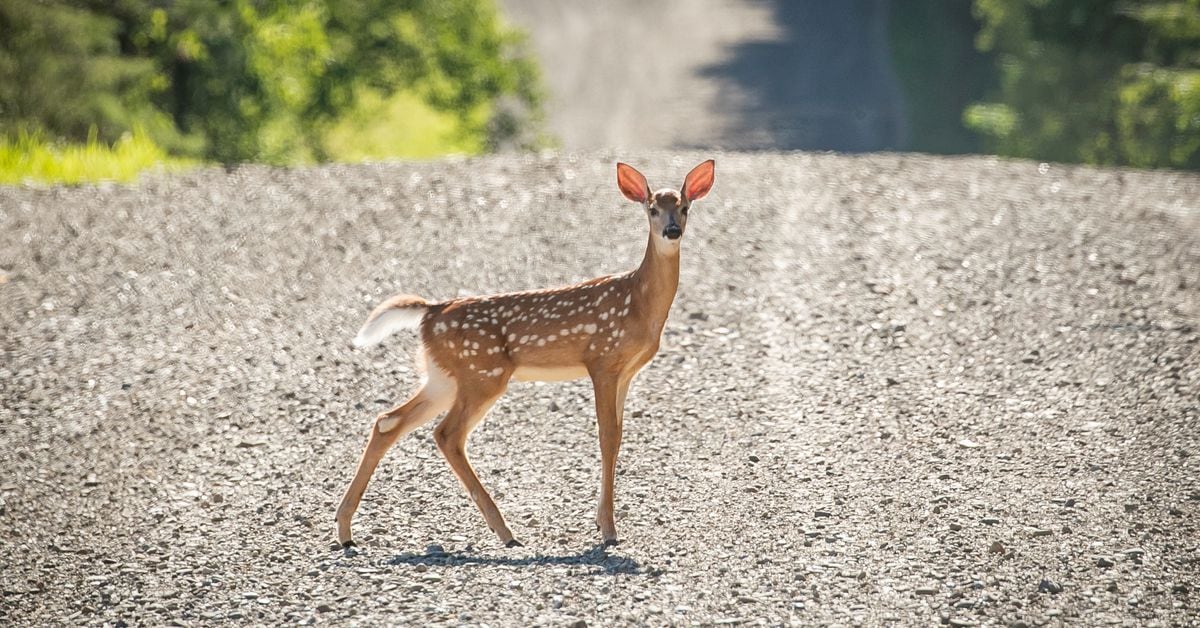 US awards $110 million to reduce wildlife car collisions