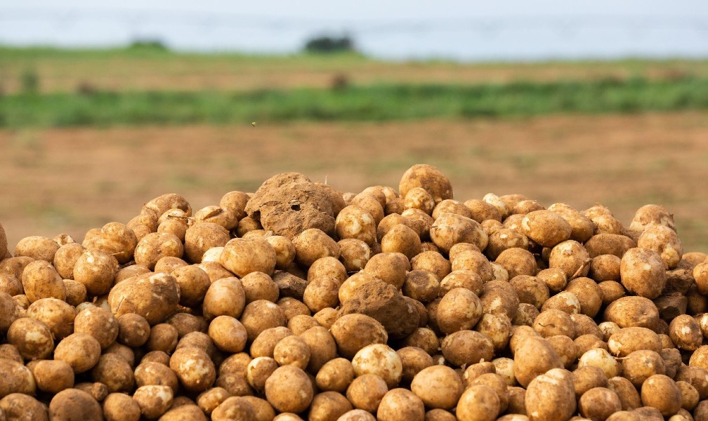 ‘To veg or not to veg’: The controversy over the vegetable status of potatoes in U.S. nutrition policy guidelines