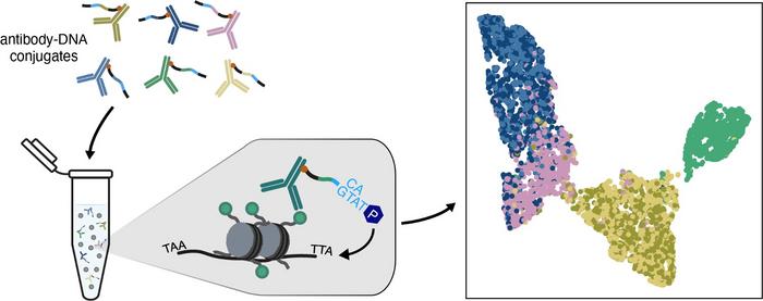 New technique efficiently offers insight into gene regulation