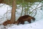 US moves to protect wolverines as climate change melts their mountain refuges