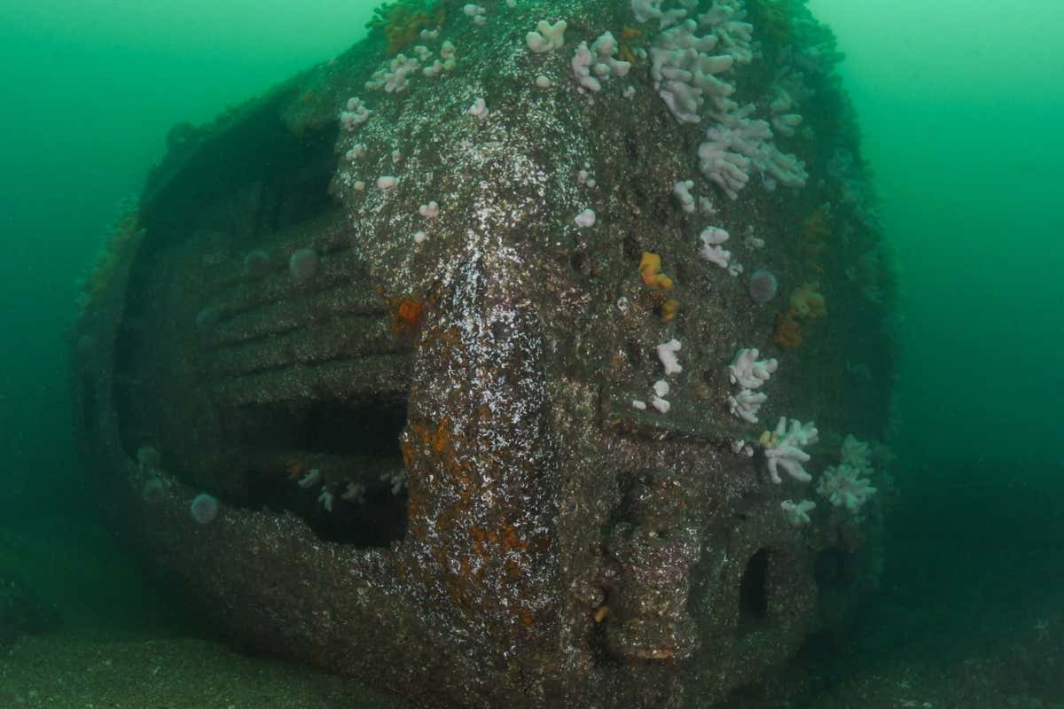 Shipwrecks are havens for wildlife in areas threatened by fishing