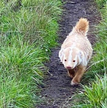 Super-rare white American badger spotted in Marin County