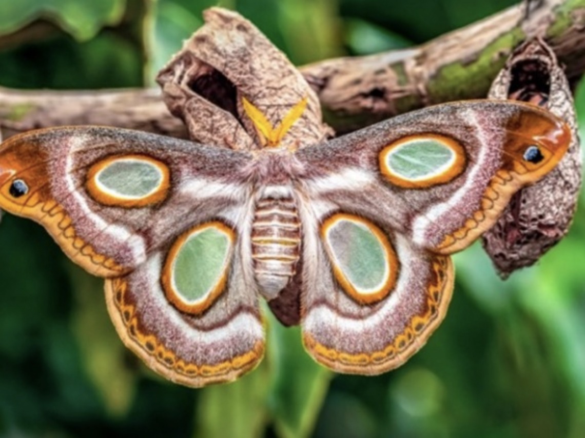 Winter Family Science Workshop: Patterns in Nature