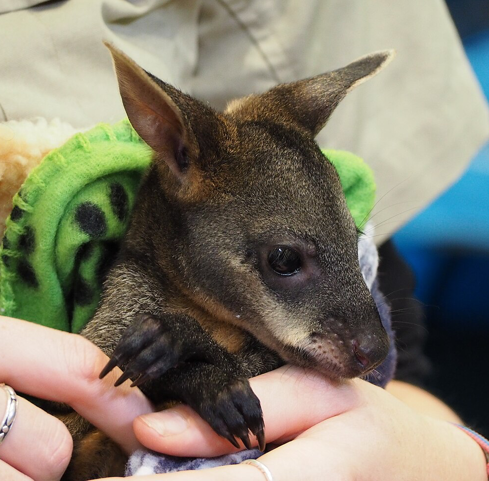 If you’re having a rough day, these baby wallabies will cheer you up!