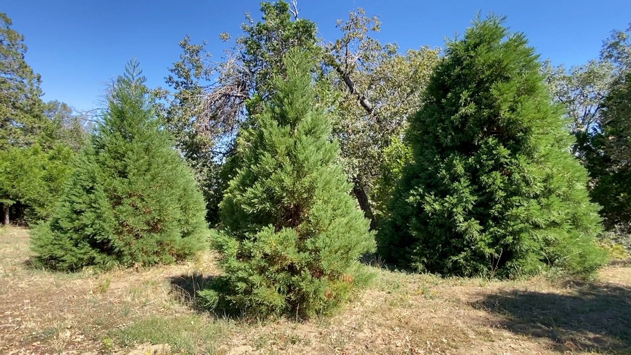 San Diego County man plants iconic sequoia trees