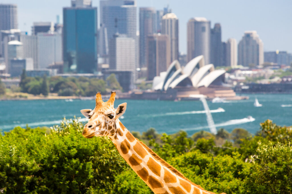 The 10 Best Zoos in and Around New South Wales