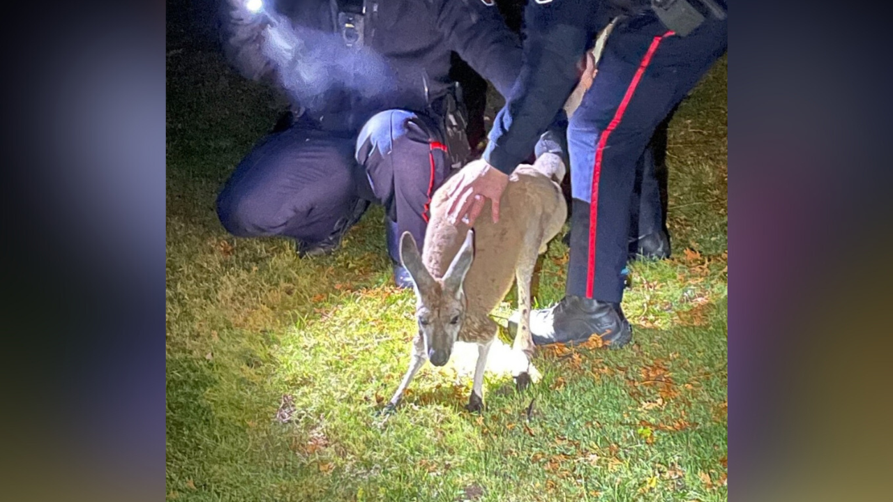 Search continues for escaped kangaroo last seen in Oshawa