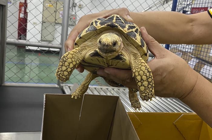 Police and customs seize live animals, horns and ivory in global wildlife trafficking operation