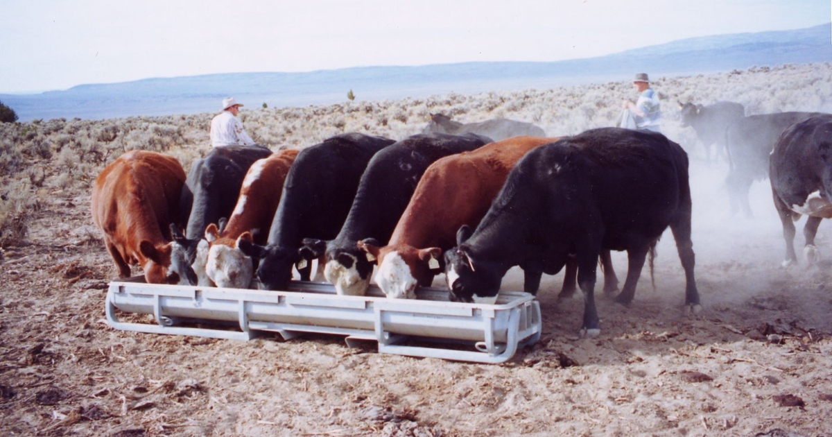 Winter nutrition for the cow herd