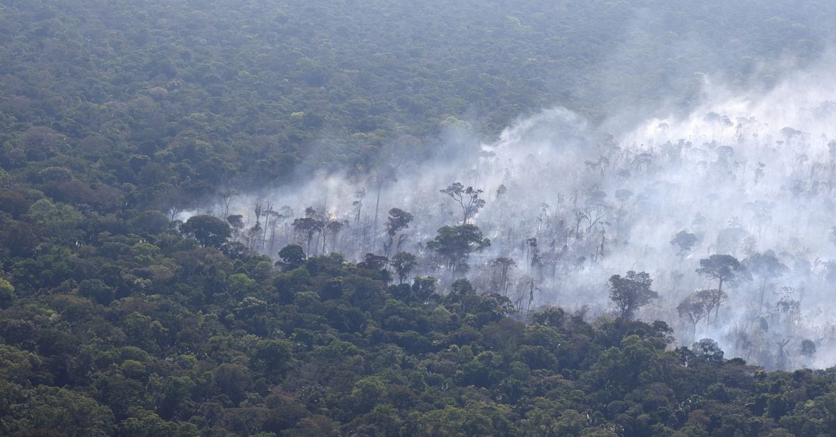 Brazil proposes global forest conservation fund at COP28