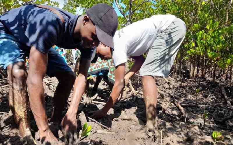 Coastal mangroves: Unsung heroes in climate resilience