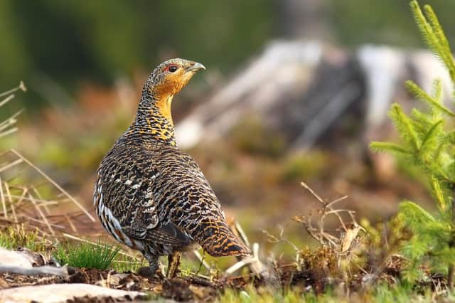 New report calls for an end to certain predator control measures on Scotland’s grouse moors