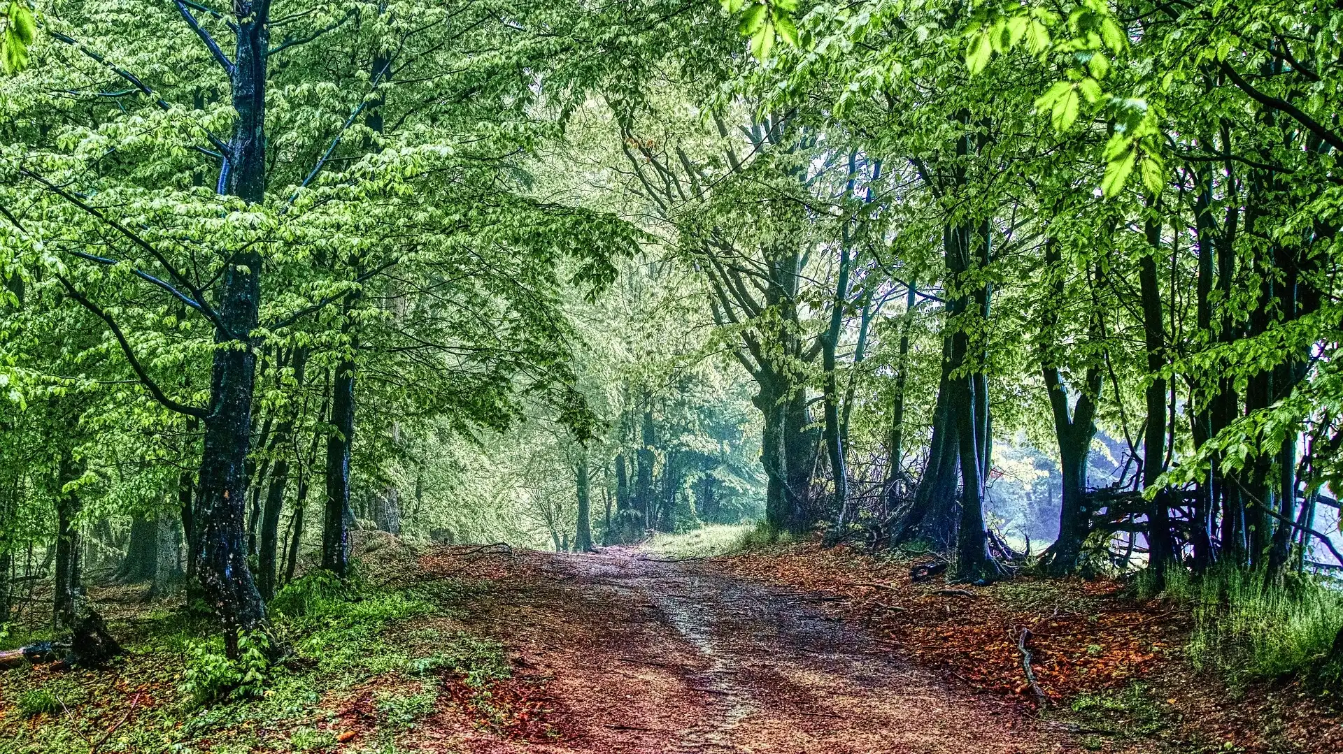 New study finds variety of health benefits to ‘forest bathing’