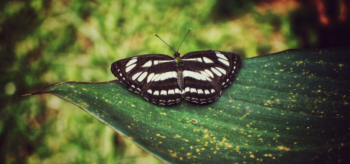 Nature photographs posted on social media can aid in conservation efforts