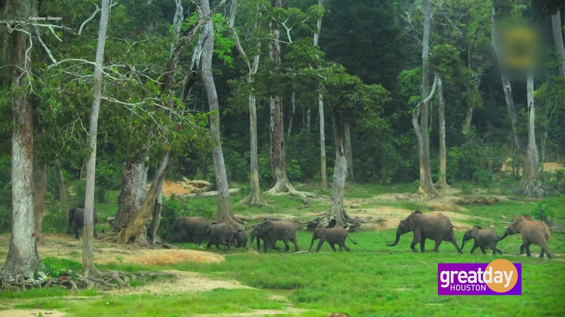 The magnificent wildlife show “Animals Up Close with Bertie Gregory”