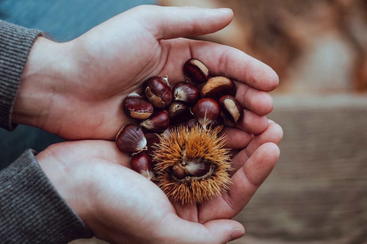 A guide to the benefits of chestnuts, a fall and winter favorite