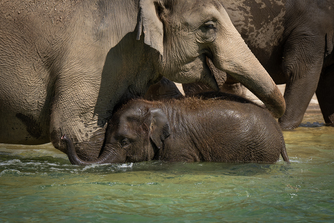 First Center for Species Survival for Asian Elephants in India