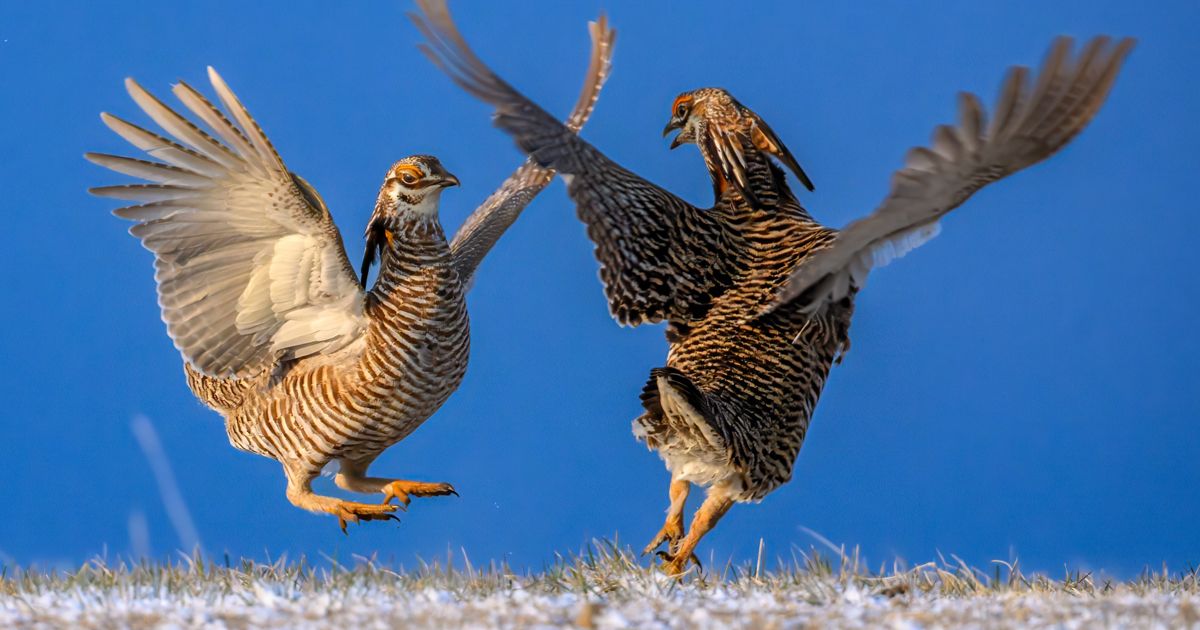 The Nature Conservancy Announces Kansas Winners of 2023 Photo Contest