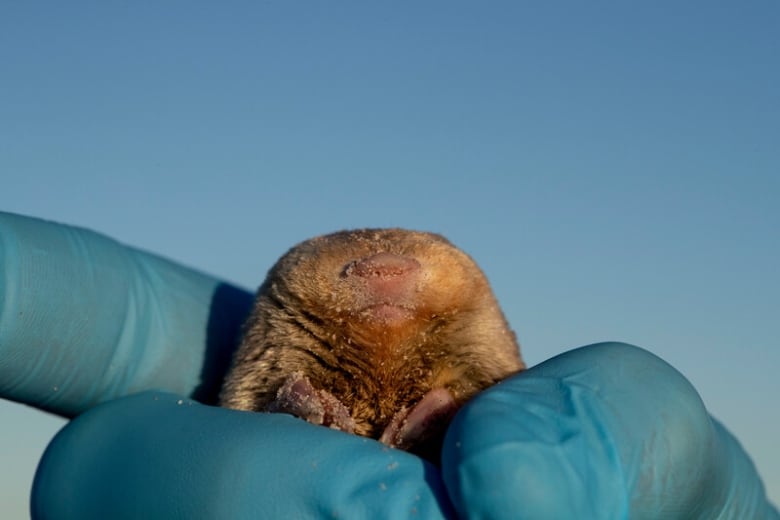 ‘A story of hope’: Scientists find elusive golden mole for the 1st time in 87 years