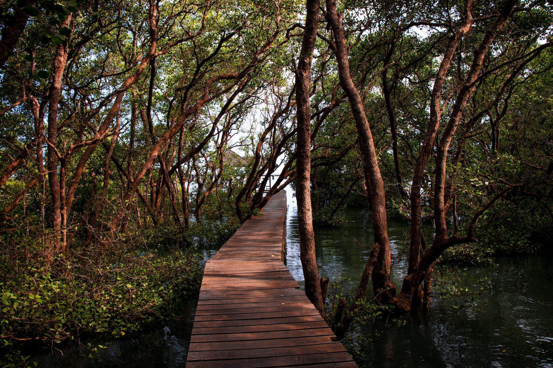 Financial roadmap for mangrove protection and restoration launched