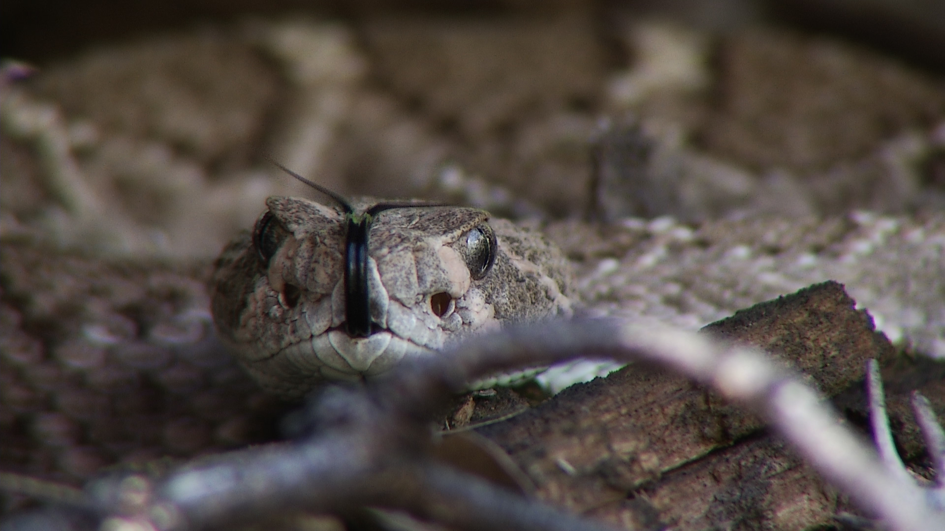 Arizona rattlesnakes could be affected by I-11 construction