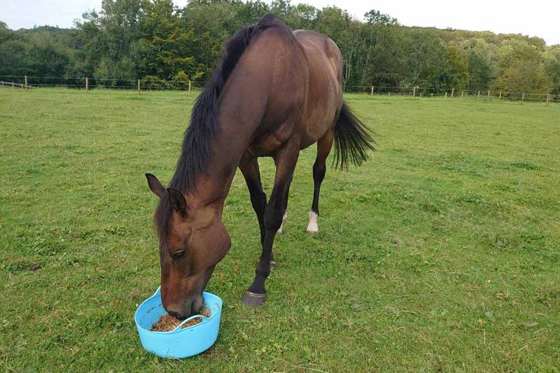 Sorting the oats from the chaff: Webinar to dispel horse feeding myths