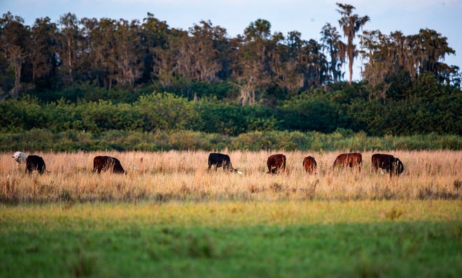 Florida cattle ranches critical to preserving environment