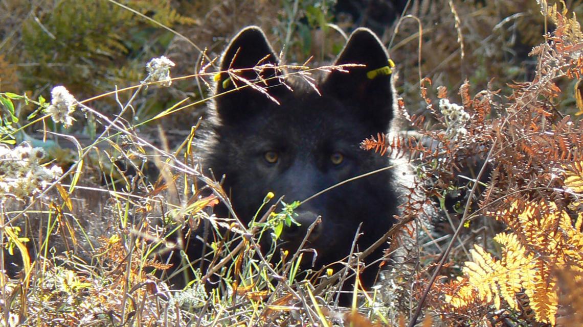 Colorado Parks and Wildlife employees heading to Oregon to capture wolves