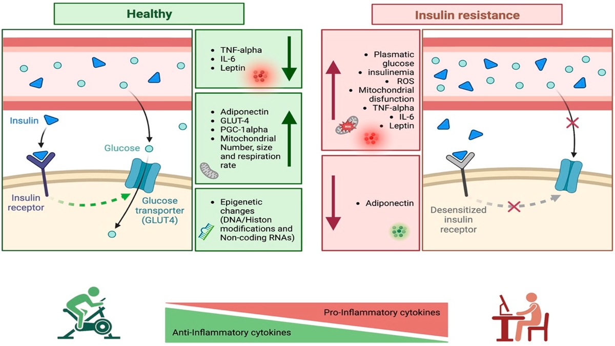 Improving Metabolic Health in Overweight Youths: The Role of Physical Activity and Diet