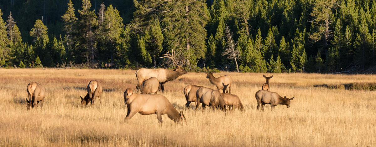 Feds expand migratory big game initiative into Idaho, Montana