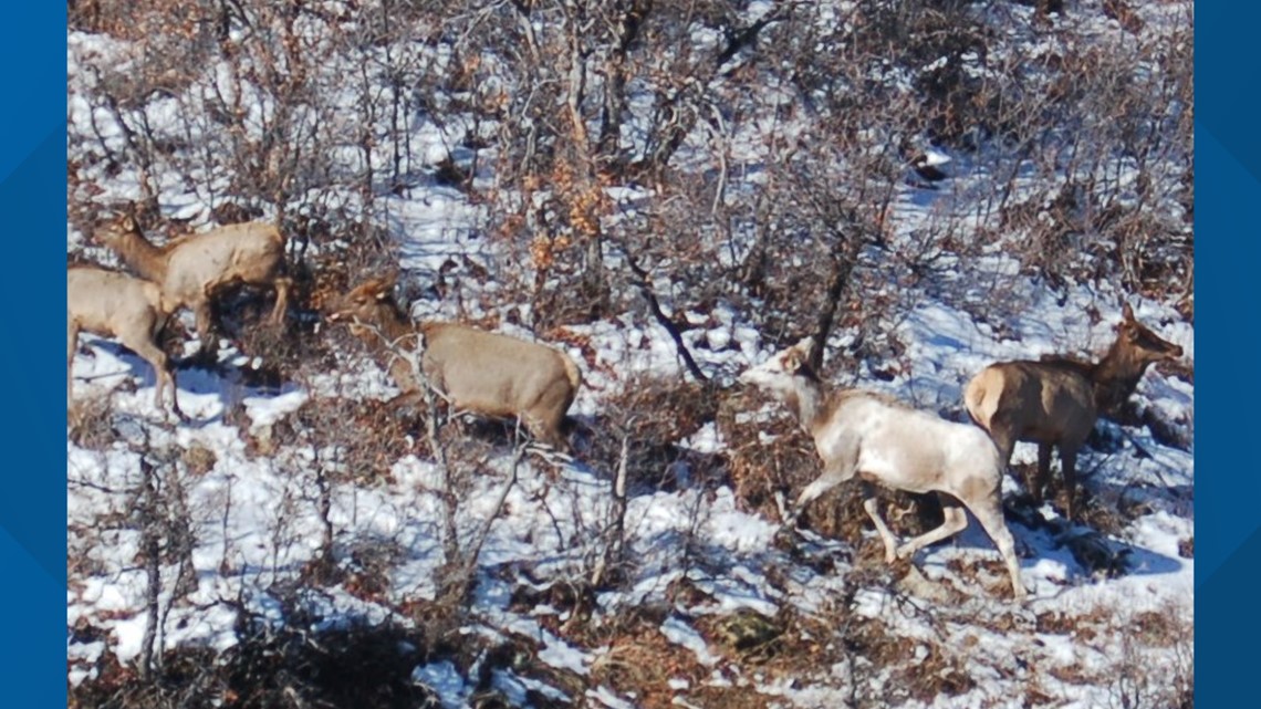 Rare elk spotted in southwest Colorado