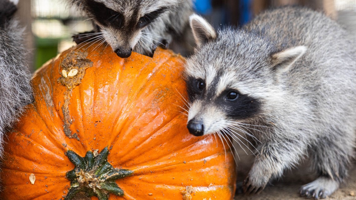 Wildlife center revamps historic Maine home to expand operations, amid fundraising efforts