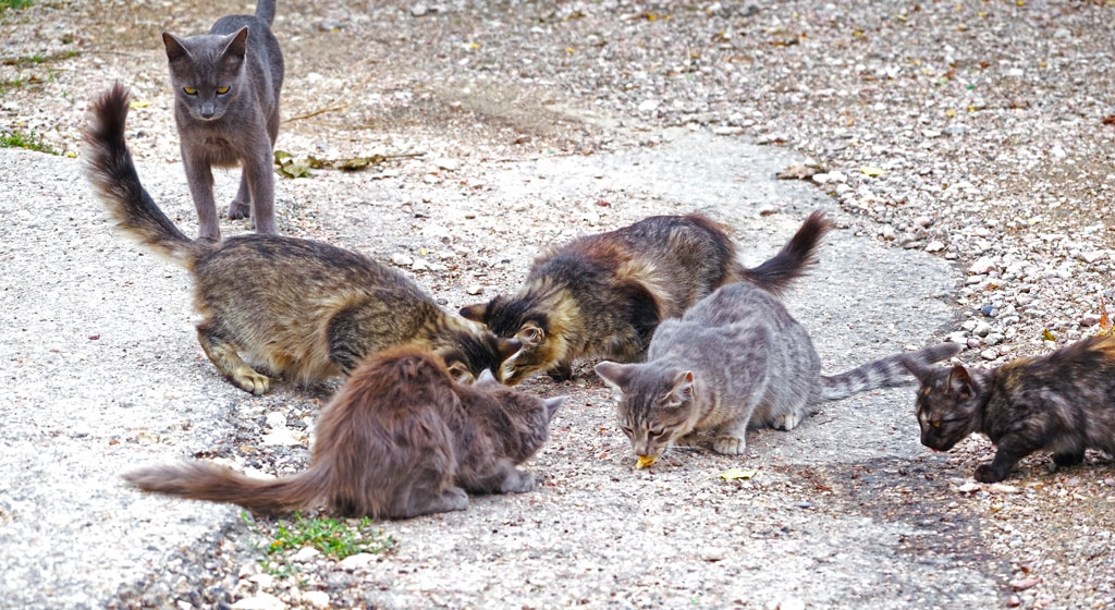 Granite Shoals tries to avoid feral catastrophe