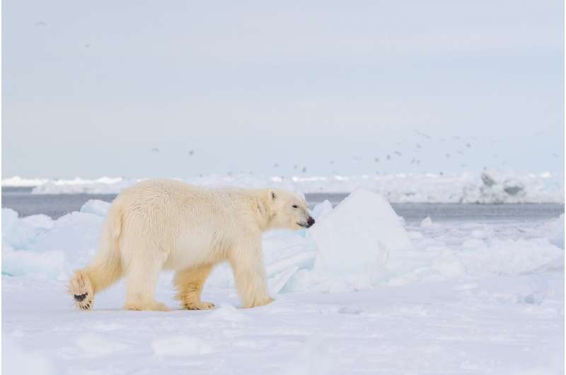 Following in polar bears’ footprints: DNA from snow tracks could help monitor threatened animals