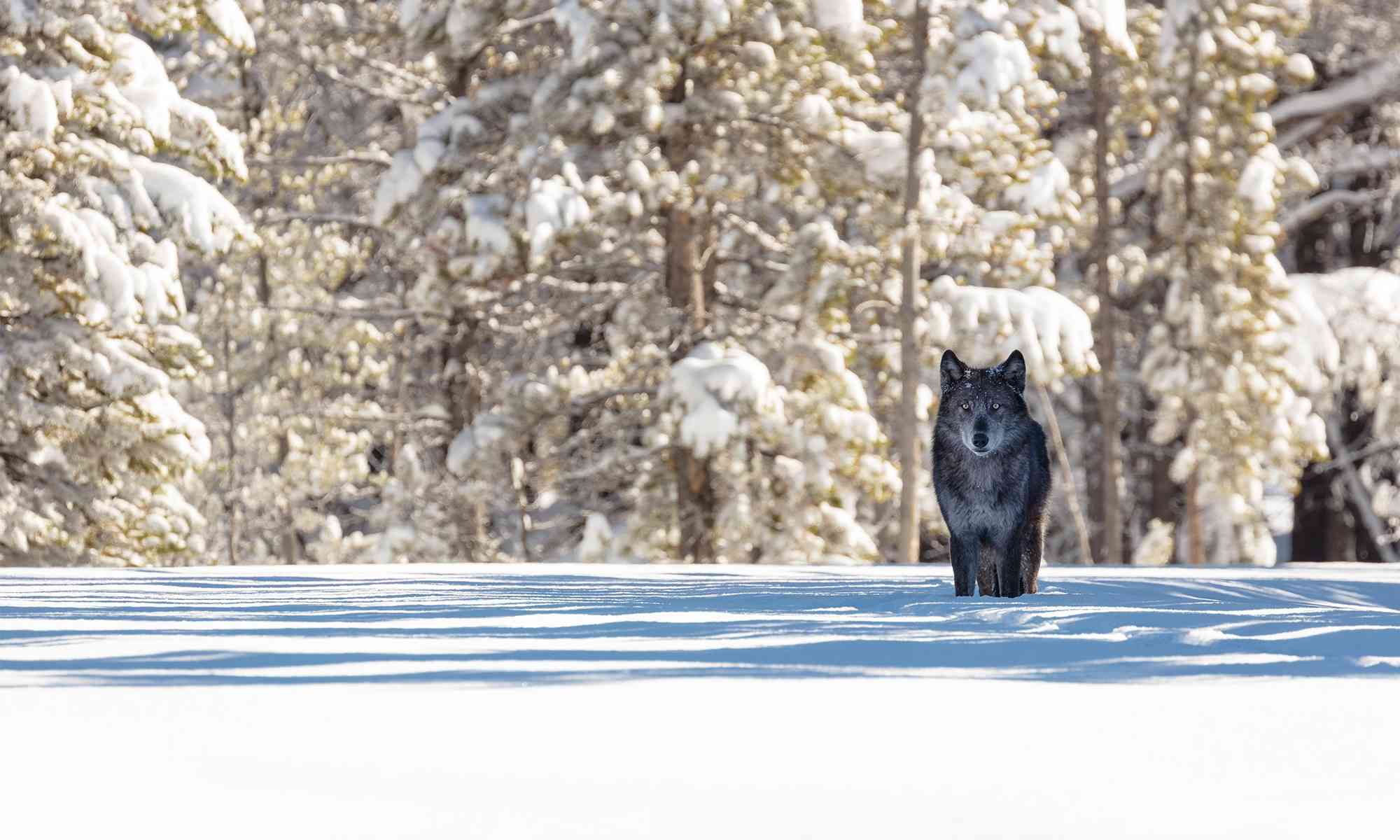 Gray Wolf