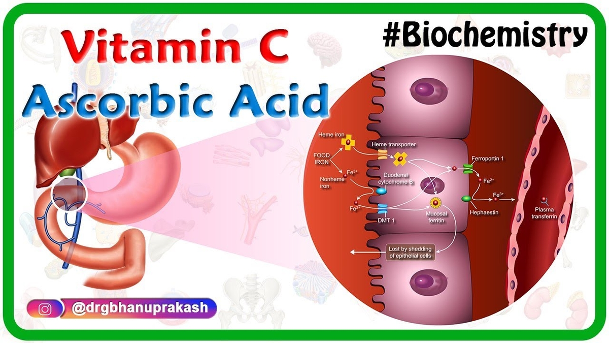 Importance of Iron and Vitamin C for Health | Role in Iron Absorption