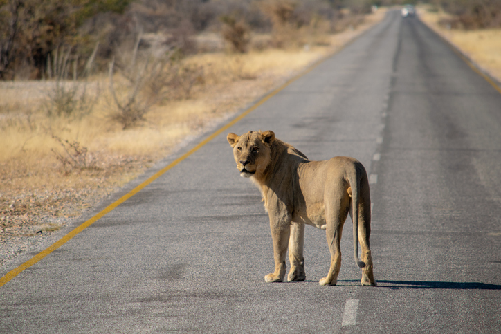 Into the Wild: Reporting on Human-Wildlife Interactions