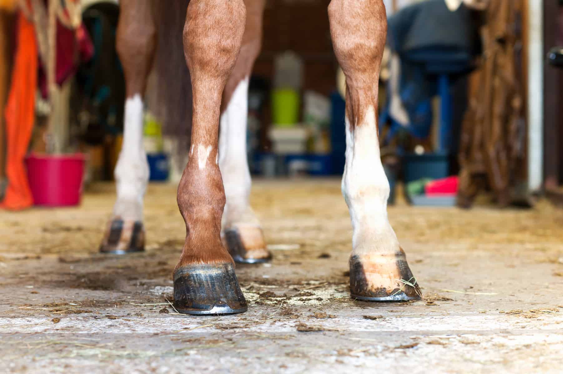 Nutrition for Improved Hoof Health in Horses