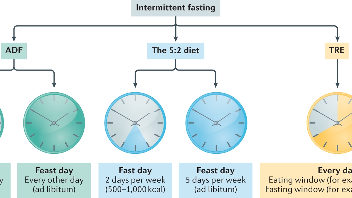 Gender Differences in Intermittent Fasting: Scientific Findings and Health Impacts