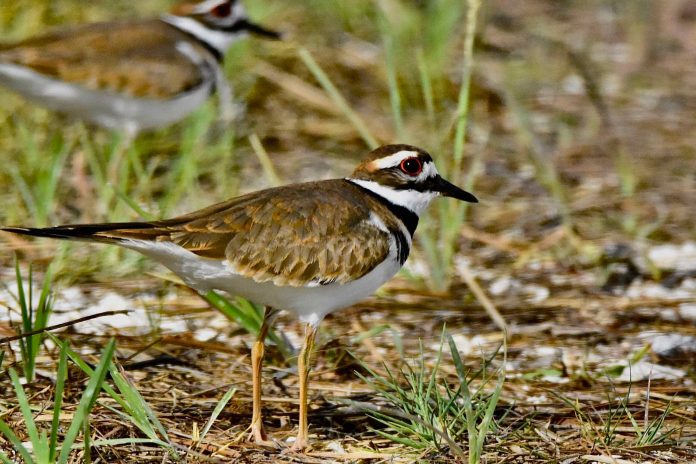 Florida Wildlife With Ali: Killdeer